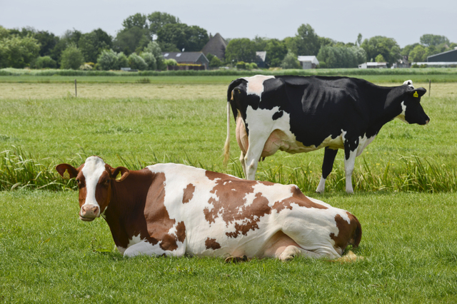 na akkerbouw ook veeteelt