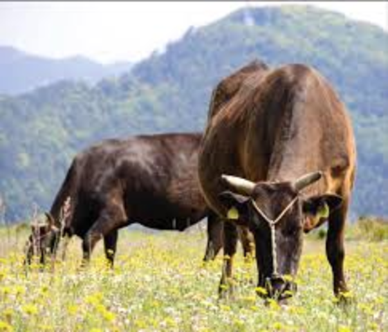 Rund gedomesticeerd in het Minden-Oosten