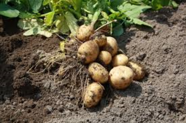 Aardappelen vebouwd in Peru