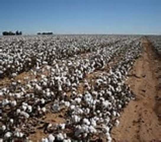 Katoenteelt ontstaan