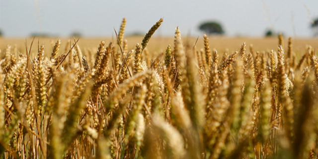 common agricultural policy