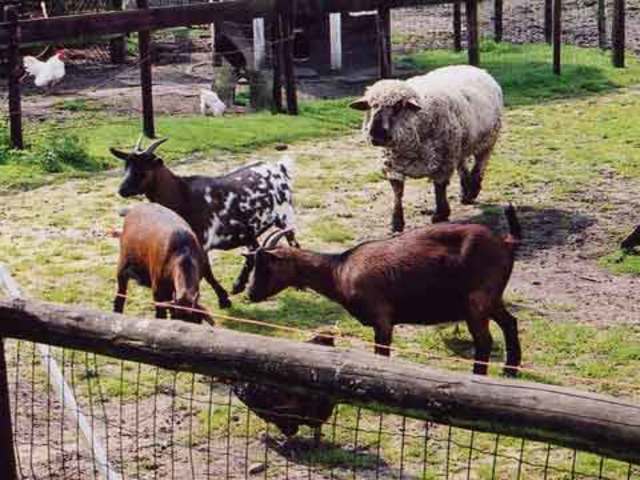 Mensen gaan dieren houden