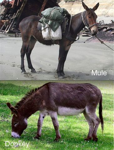 Donkeys and Mules Domesticated