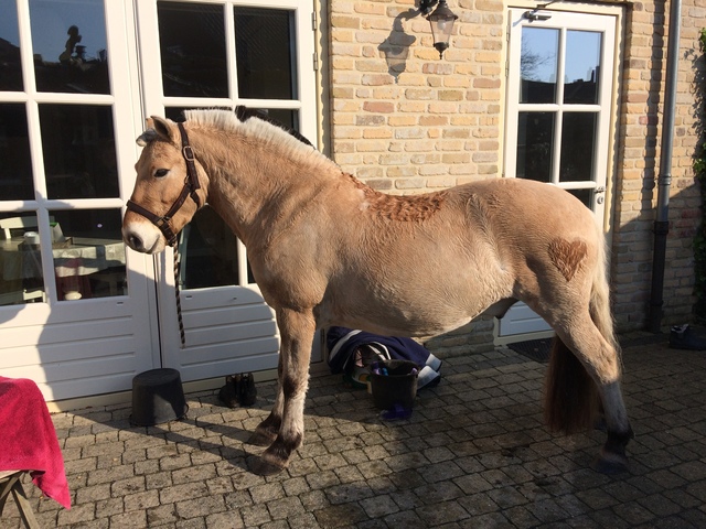 daarna zijn we de pony's gaan wassen