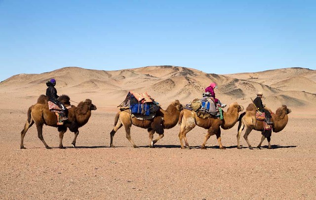 Animal Transportation