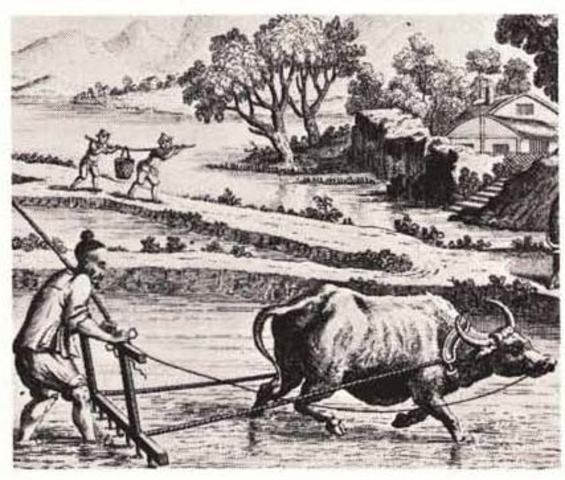 Het ontstaan van Landbouw/veeteelt