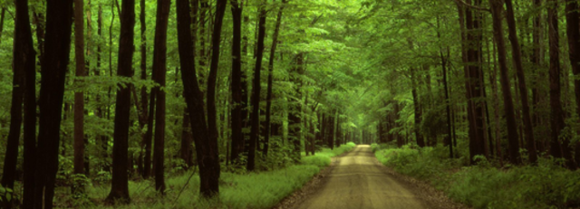 In het zuiden van Nederland waren toen de bossen volgroeid