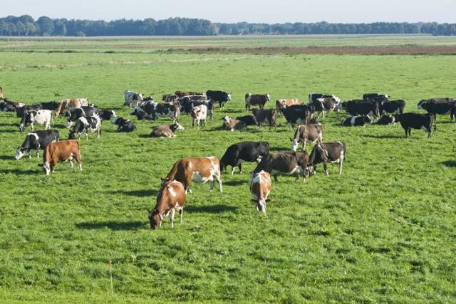 De veeteelt ontstond