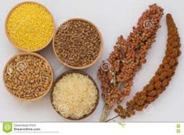 mensen leerden rijst en gierst verbouwen