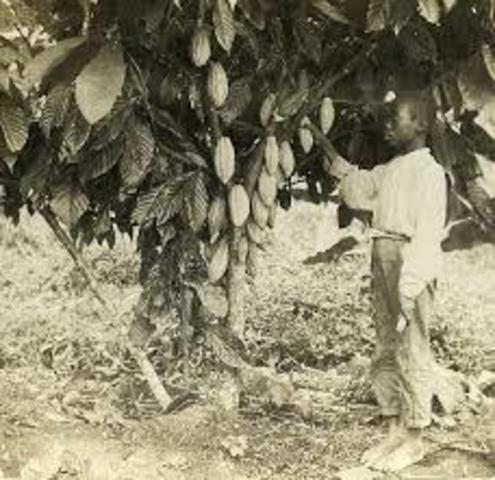 Caribbean Colonies {Barbados,Jamaica}