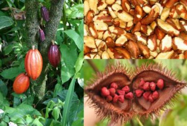 Ocupação do norte brasileiro