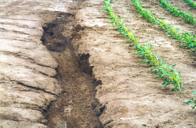 EVOLUCIÓN DE LA AGRICULTURA ORGÁNICA