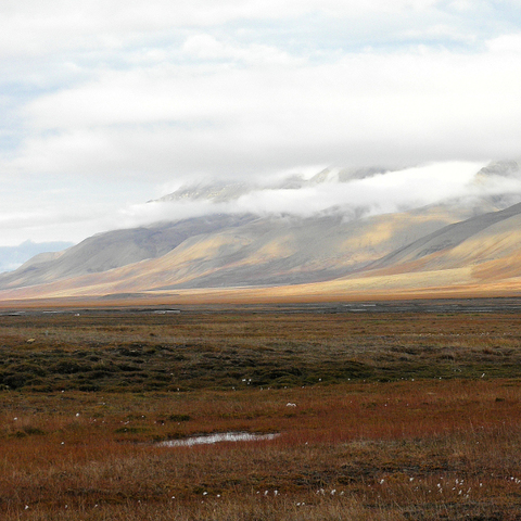 Bossen na de ijstijd in Nederland.