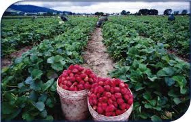 EVOLUCIÓN DE LA AGRICULTURA ORGÁNICA