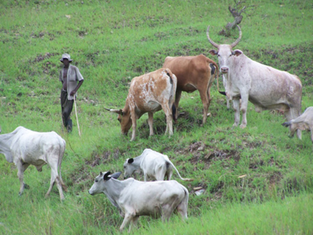 het begin van dieren houden