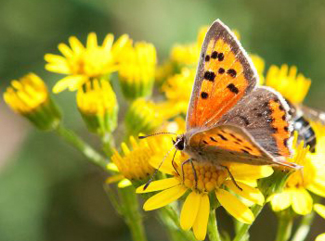 Fauna en Flora in nederland