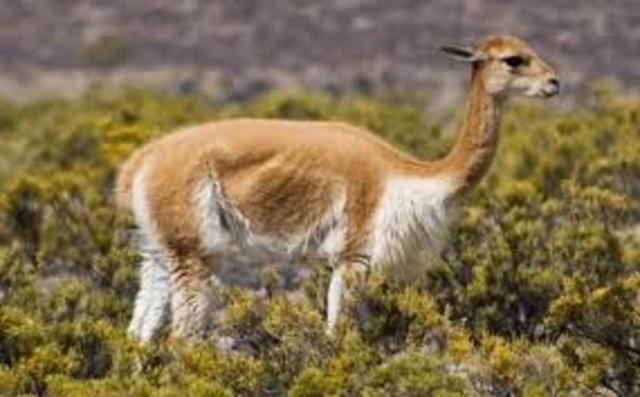 LAS VICUÑAS