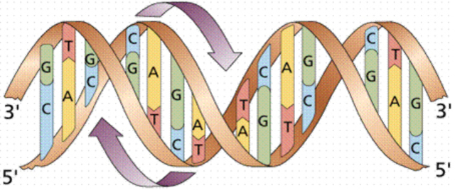 Estructura de doble hélice a la molécula de ADN