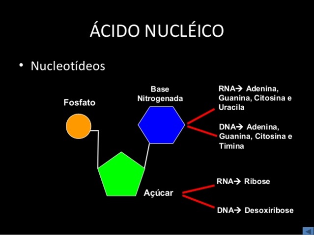 Composición química de los leucocitos y ácidos nucleicos.