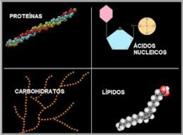 Descubrimiento de dos componentes: proteina y acido nucleico