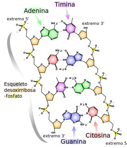 Composición de varios tipos de Ácidos Nucleicos