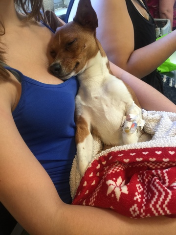 MY PUPPY GOT HIT BY A CAR!!!!!!!!!!!!!!!!!!!!!!!!!!!!!!!!