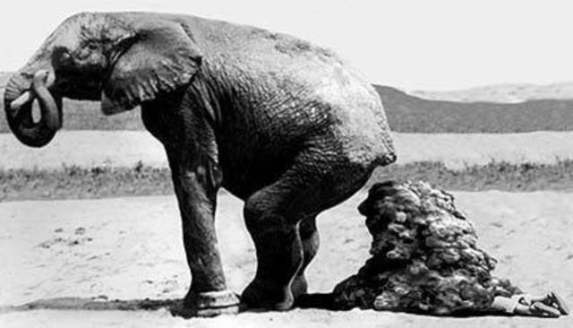 Excreciones de elefante