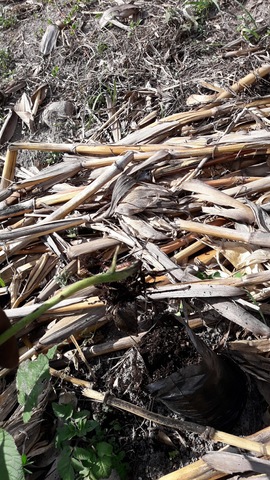 Verificación del estado enrizamiento de plantas