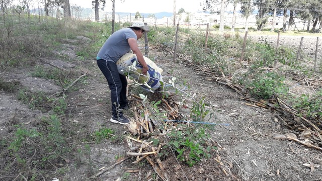 Aplicación de hojarasca en el cultivo de mora