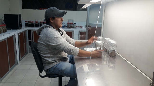 Inoculación de trigo con tres variedades hongos