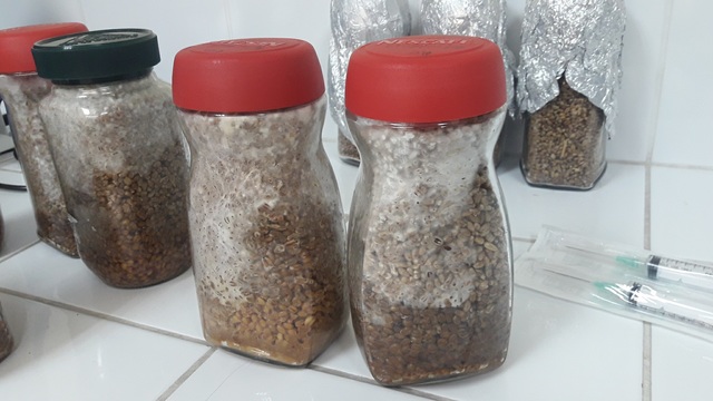 Verificación crecimiento de micelio