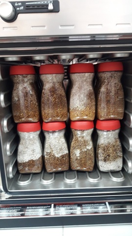 Revisión de crecimiento de micelio