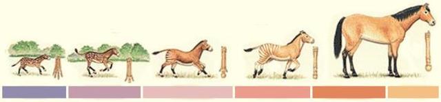 Evolution of transportation