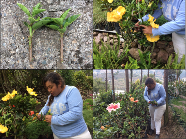 Recolección de Esquejes