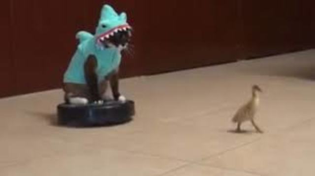 Roomba, un des premiers robot aspirateur