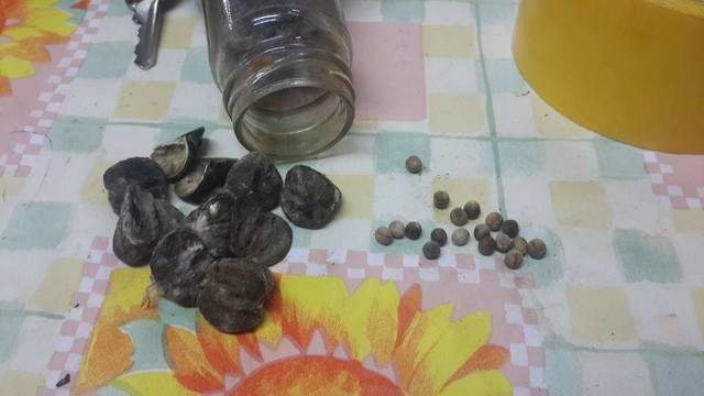 Sacado las semillas de pinllo de su fruto