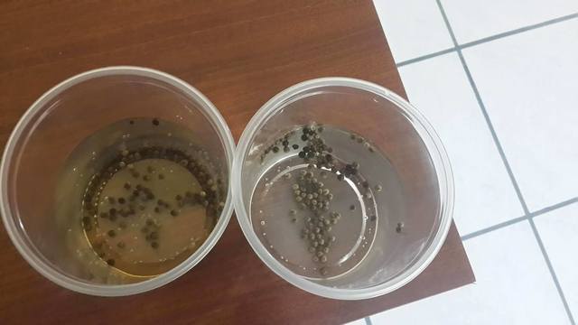 Remojado de las semillas de pinllo