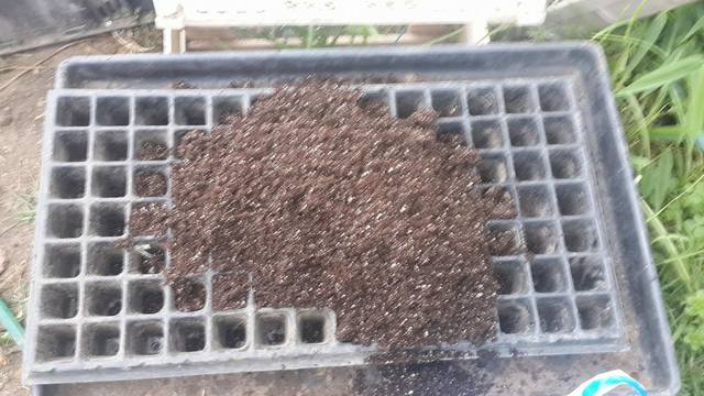 Llenado de las bandejas germina doras