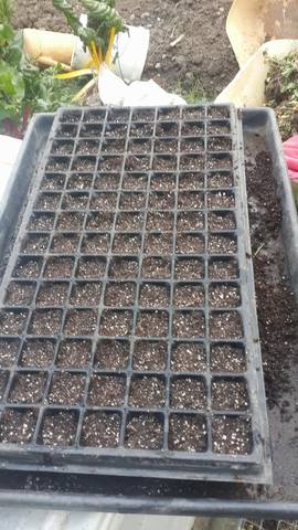 La siembra de semillas