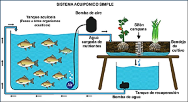 Busca de información de la acuaponía
