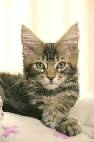 Gato Maine Coon
