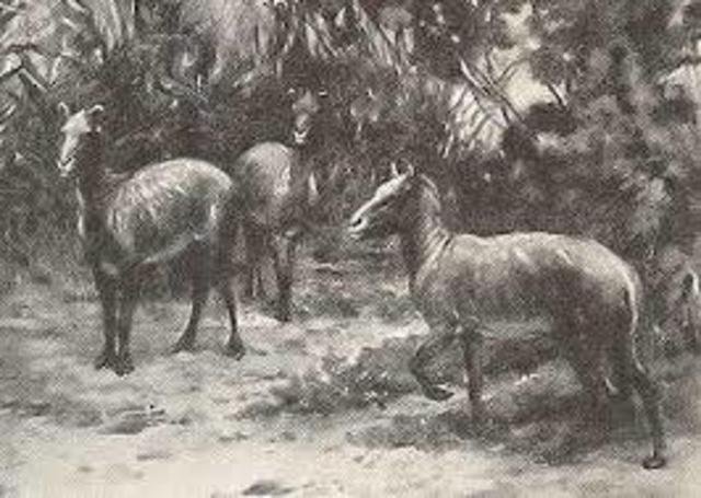 Horses 20 Million Years Ago