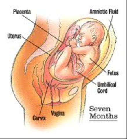 Trimester 3/ Month 7