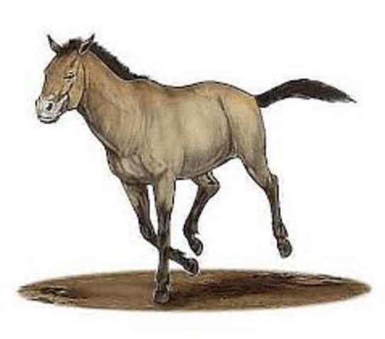 Horses 5 Million Years Ago