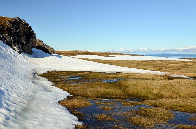 toendra's in nederland