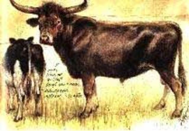 het rund in het midden-oosten