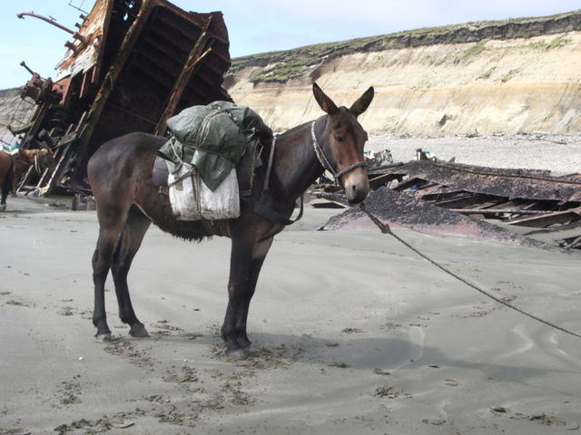 Mules were demesticated