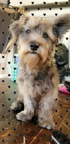 Unwanted But Loved Dog