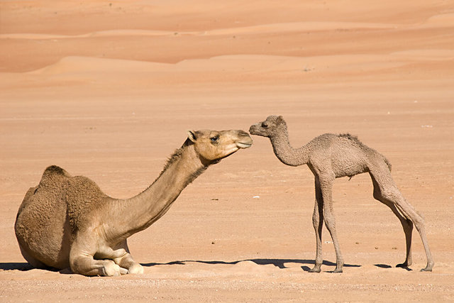Camels