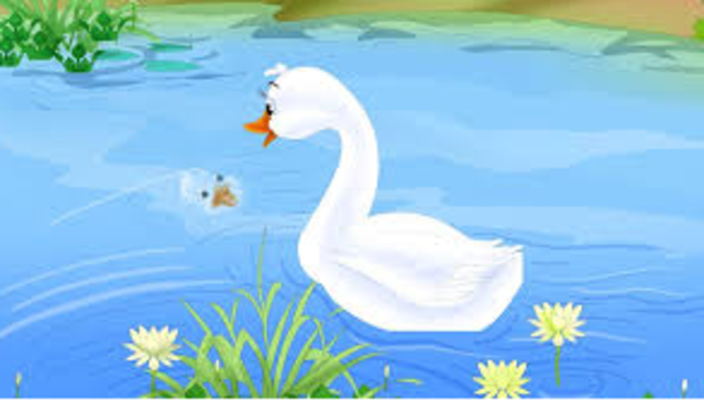 El patito descubre que es un cisne